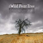 The Wild Pear Tree