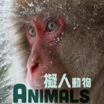 دانلود مستند Animals Like Us با زیرنویس فارسی چسبیده
