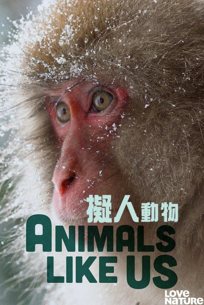 دانلود مستند Animals Like Us با زیرنویس فارسی چسبیده